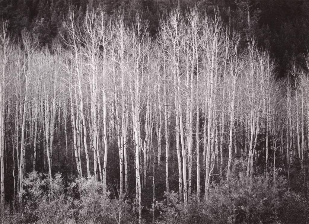 Ansel Adams - Aspens, Dawn, Dolores River Canyon, 1937. Gelatin silver print.