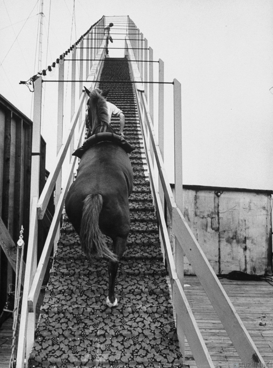 Peter Stackpole - Untitled Works (Horse Diving), 1953-1955. Gelatin silver print.